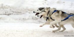 Two Husky Dogs Pulling Sled